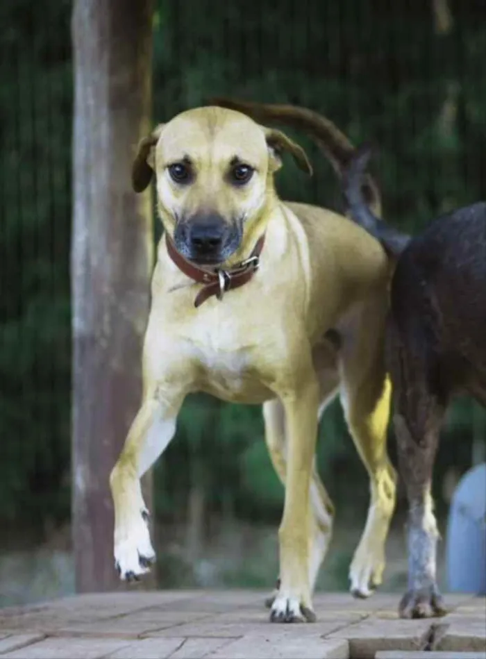 Cachorro ra a SRD idade 3 anos nome Pantera