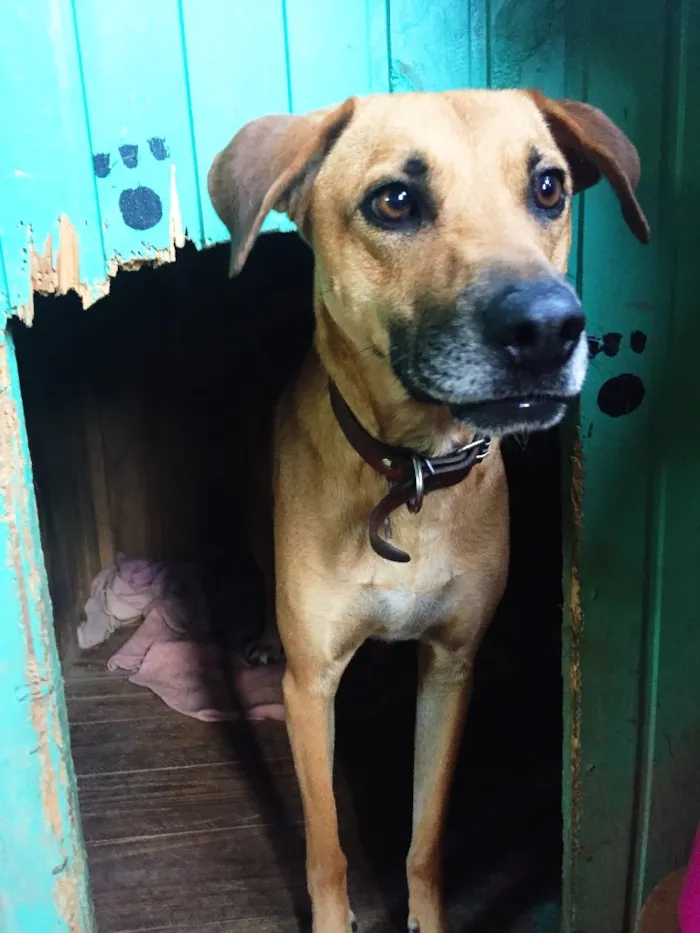 Cachorro ra a SRD idade 3 anos nome Pantera