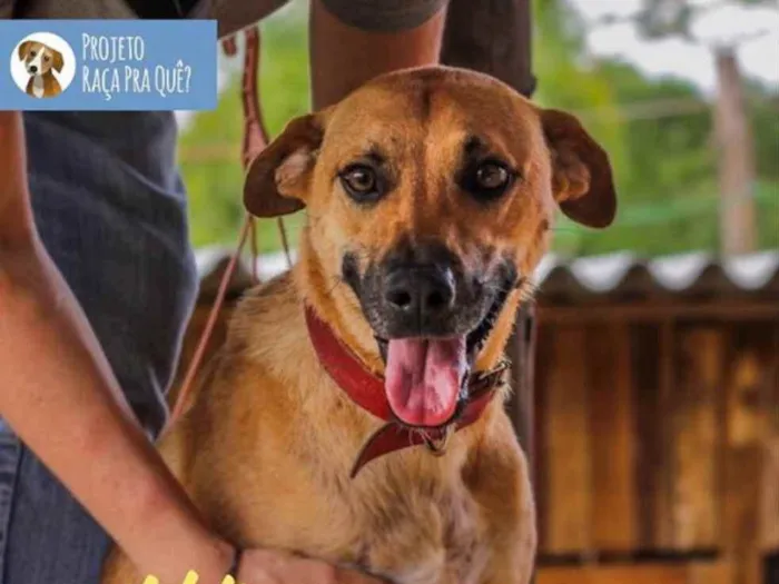 Cachorro ra a SRD idade 3 anos nome Pantera