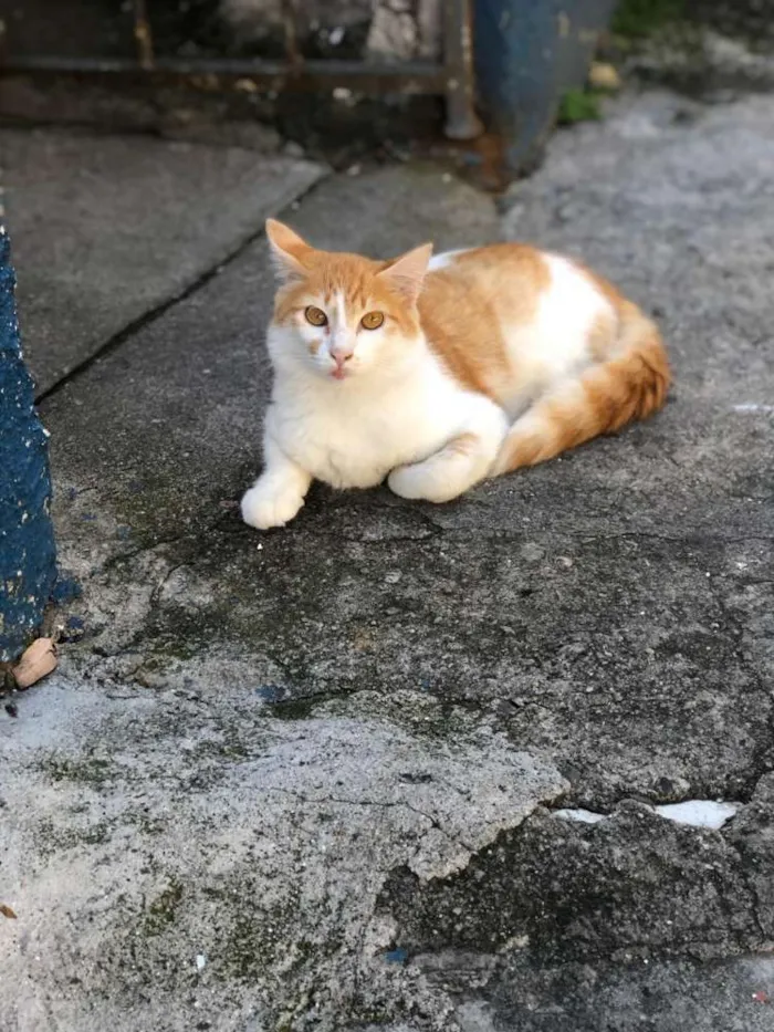 Gato ra a  idade 7 a 11 meses nome Barth