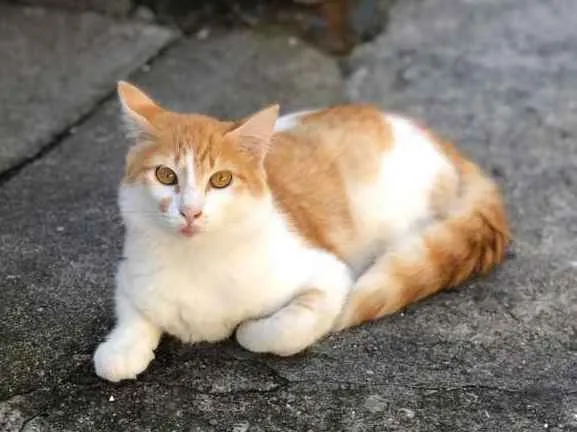 Gato ra a  idade 7 a 11 meses nome Barth