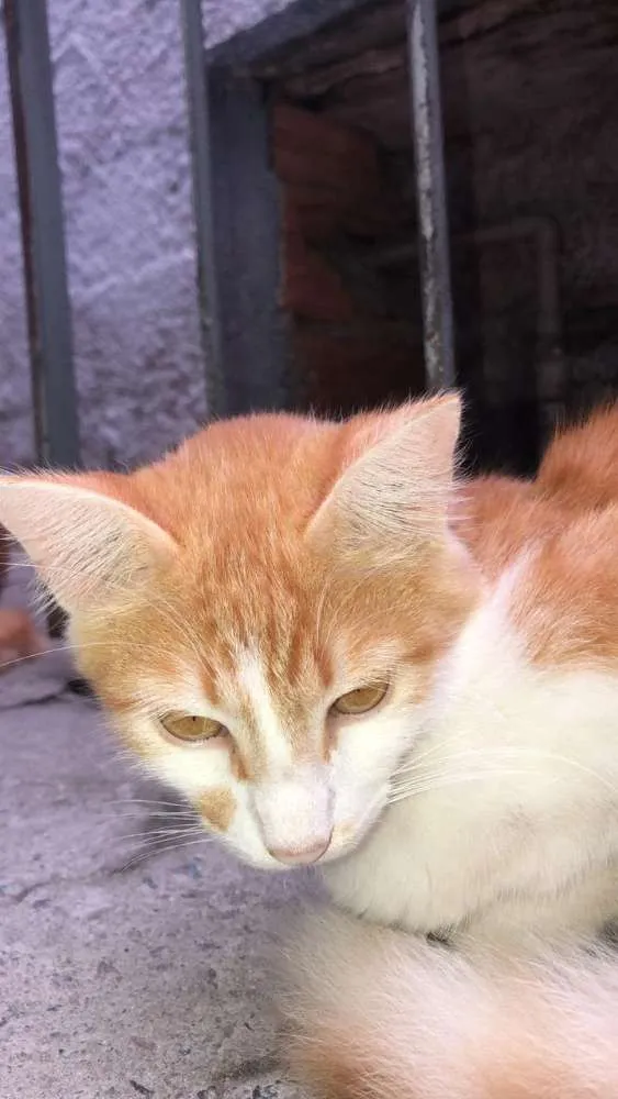 Gato ra a  idade 7 a 11 meses nome Barth
