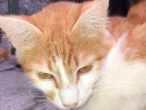 Gato ra a  idade 7 a 11 meses nome Barth
