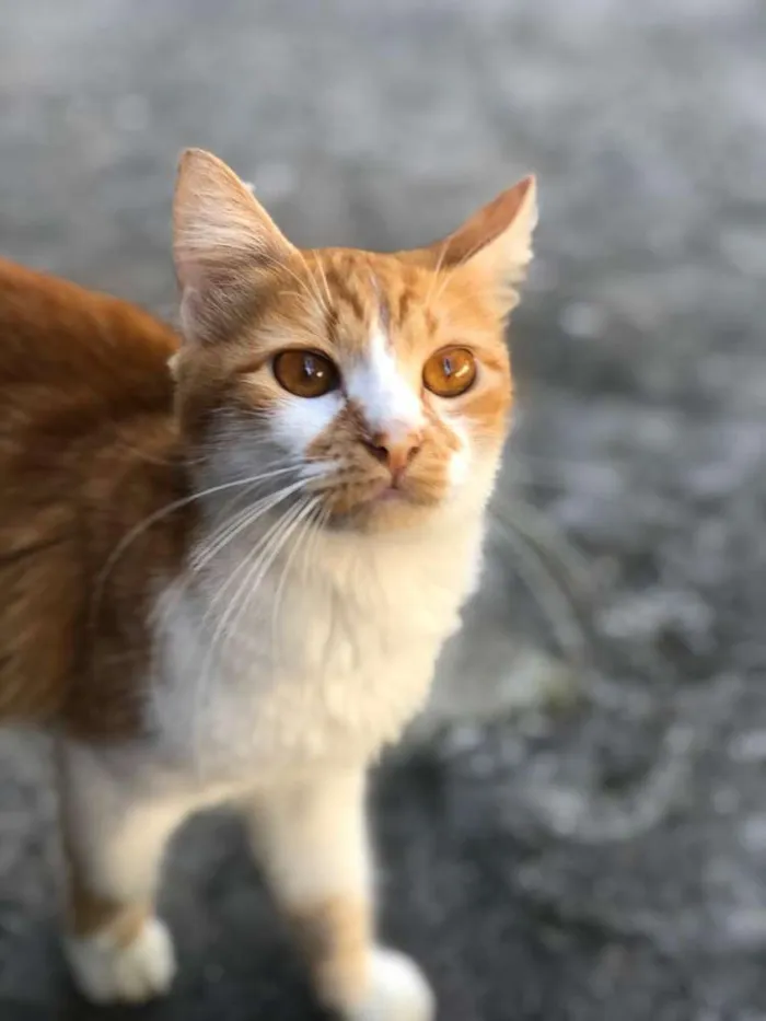 Gato ra a  idade 1 ano nome Ratinha