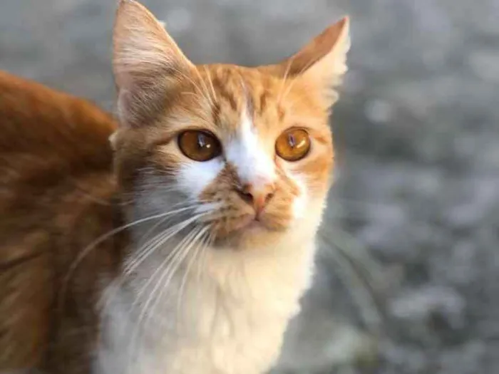 Gato ra a  idade 1 ano nome Ratinha