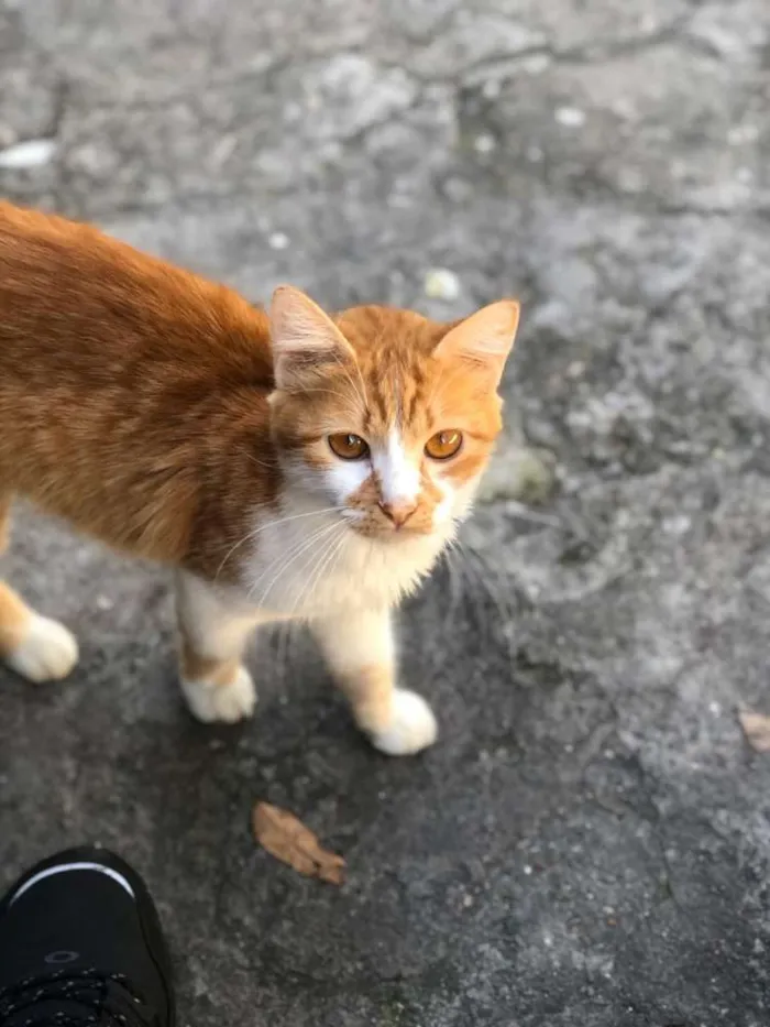 Gato ra a  idade 1 ano nome Ratinha