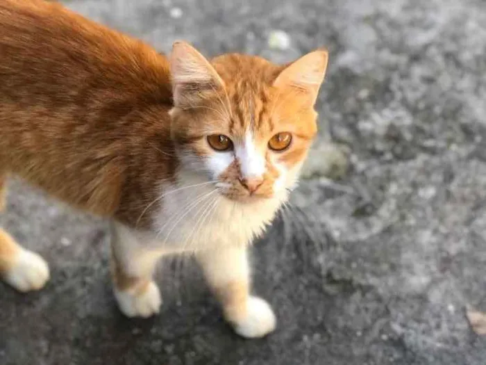 Gato ra a  idade 1 ano nome Ratinha