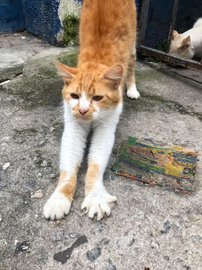 Gato ra a  idade 1 ano nome Ratinha