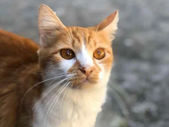 Gato ra a  idade 1 ano nome Ratinha