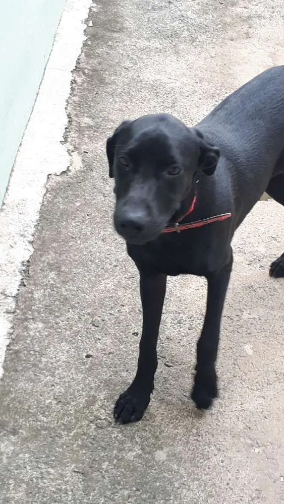 Cachorro ra a Labrador com pit bull idade 7 a 11 meses nome Duda