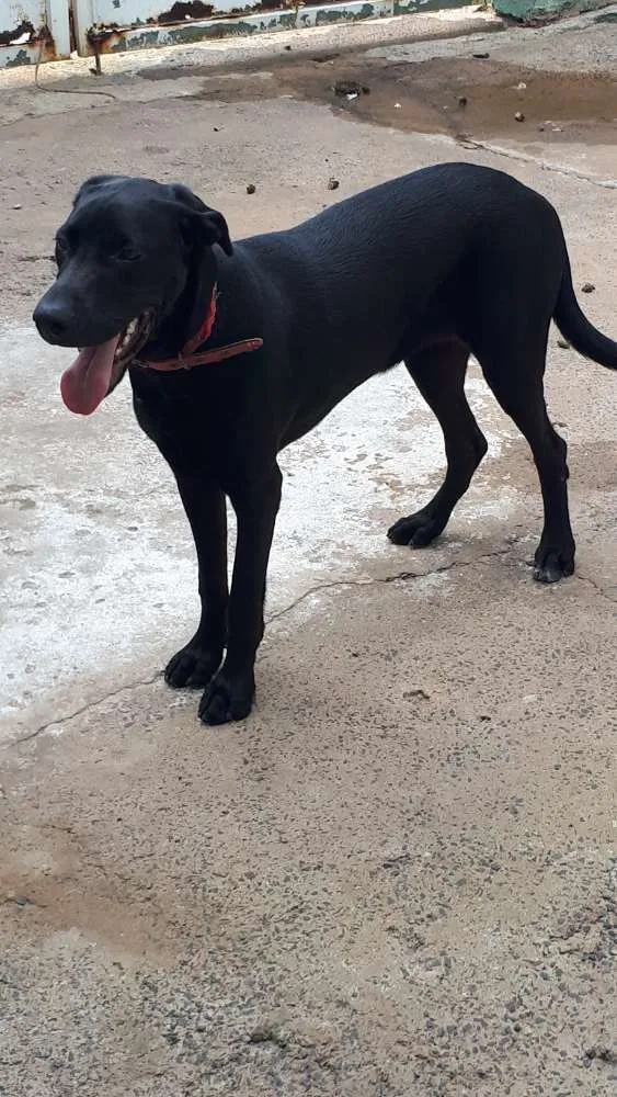 Cachorro ra a Labrador com pit bull idade 7 a 11 meses nome Duda