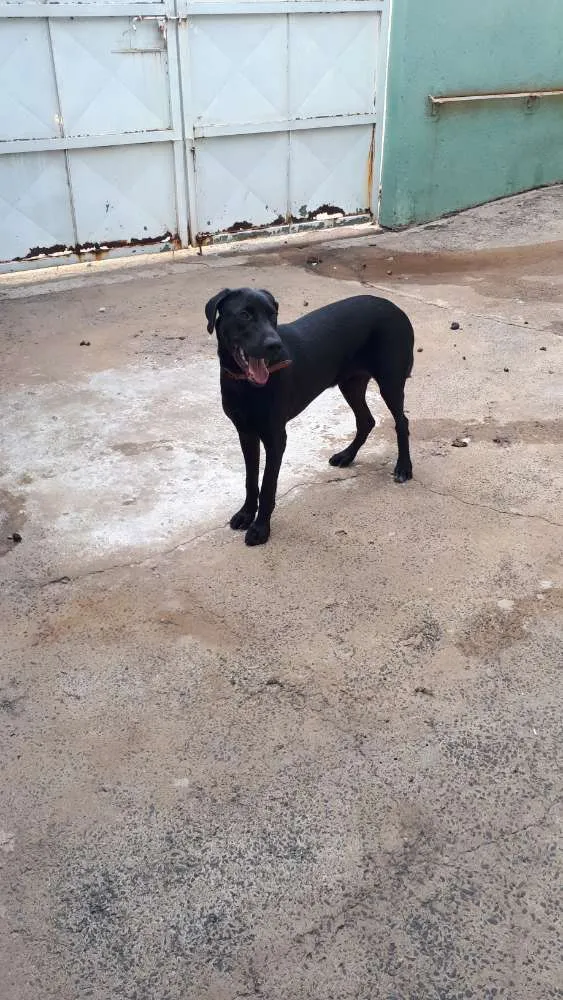 Cachorro ra a Labrador com pit bull idade 7 a 11 meses nome Duda