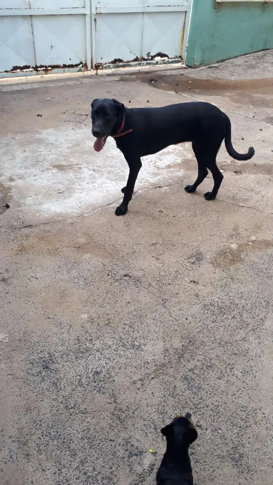 Cachorro ra a Labrador com pit bull idade 7 a 11 meses nome Duda