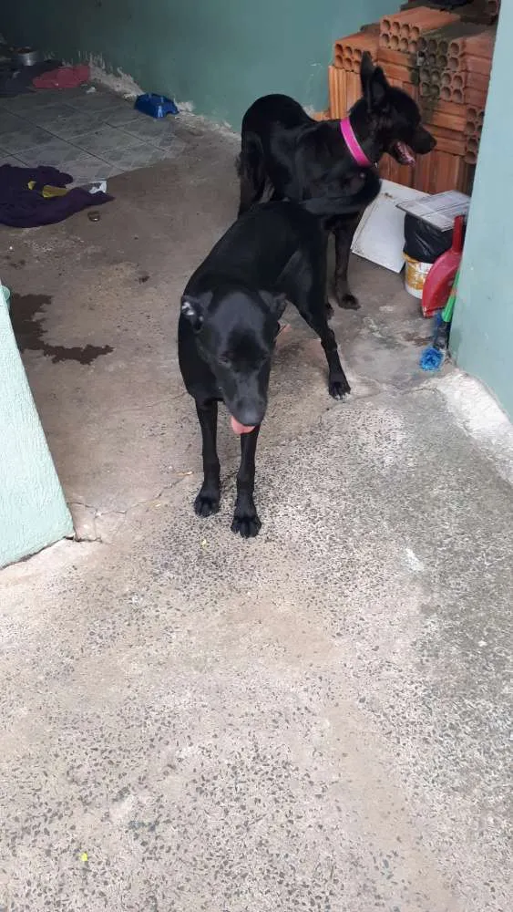 Cachorro ra a Labrador com pit bull idade 7 a 11 meses nome Duda
