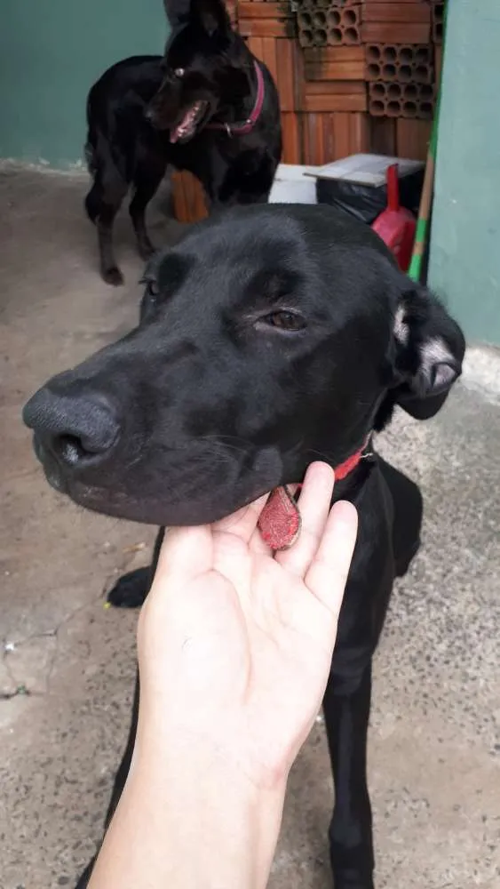 Cachorro ra a Labrador com pit bull idade 7 a 11 meses nome Duda
