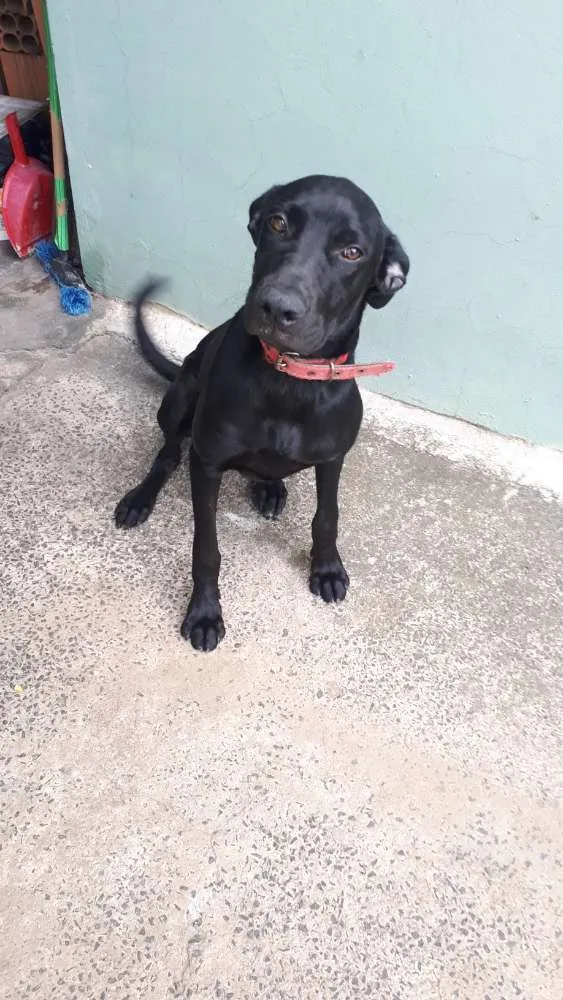 Cachorro ra a Labrador com pit bull idade 7 a 11 meses nome Duda