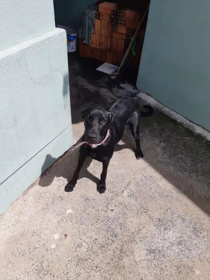 Cachorro ra a Labrador com pit bull idade 7 a 11 meses nome Duda
