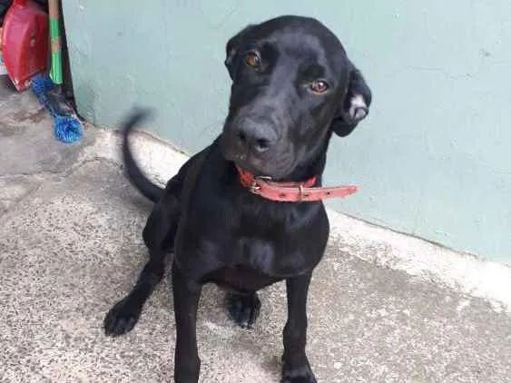 Cachorro ra a Labrador com pit bull idade 7 a 11 meses nome Duda