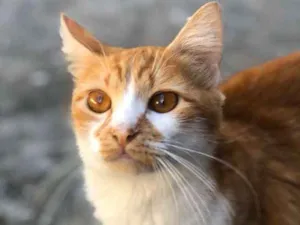 Gato raça  idade 1 ano nome Ratinha
