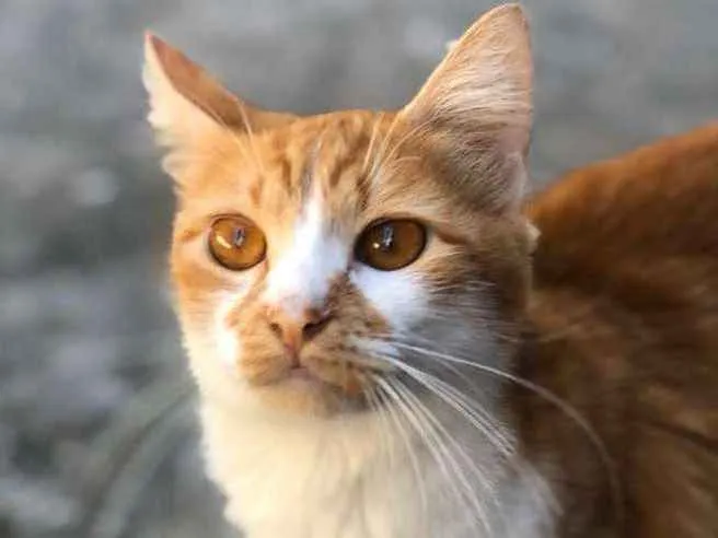 Gato ra a  idade 1 ano nome Ratinha