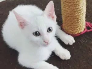 Gato raça SRD idade 2 a 6 meses nome Apolo