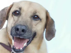 Cachorro raça SRD idade 3 anos nome Jasmin