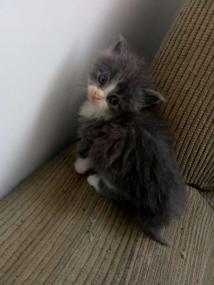 Gato ra a Persa com vira lata idade Abaixo de 2 meses nome Pet