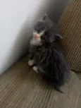 Pet