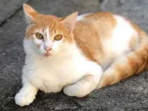 Gato raça  idade 7 a 11 meses nome Barth