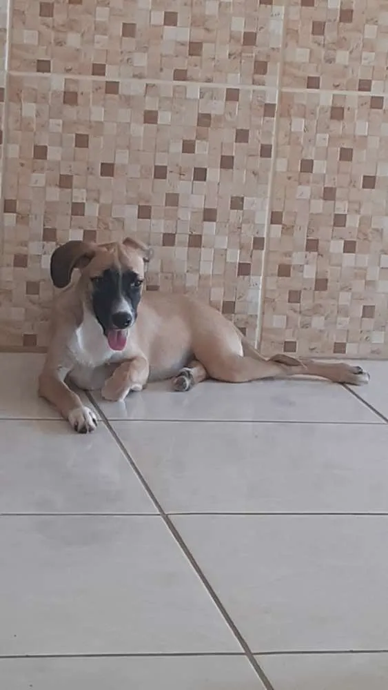 Cachorro ra a SRD idade 2 a 6 meses nome Luna