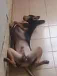Maxsuel
