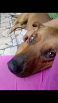 Rex