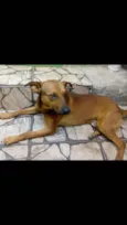 Rex