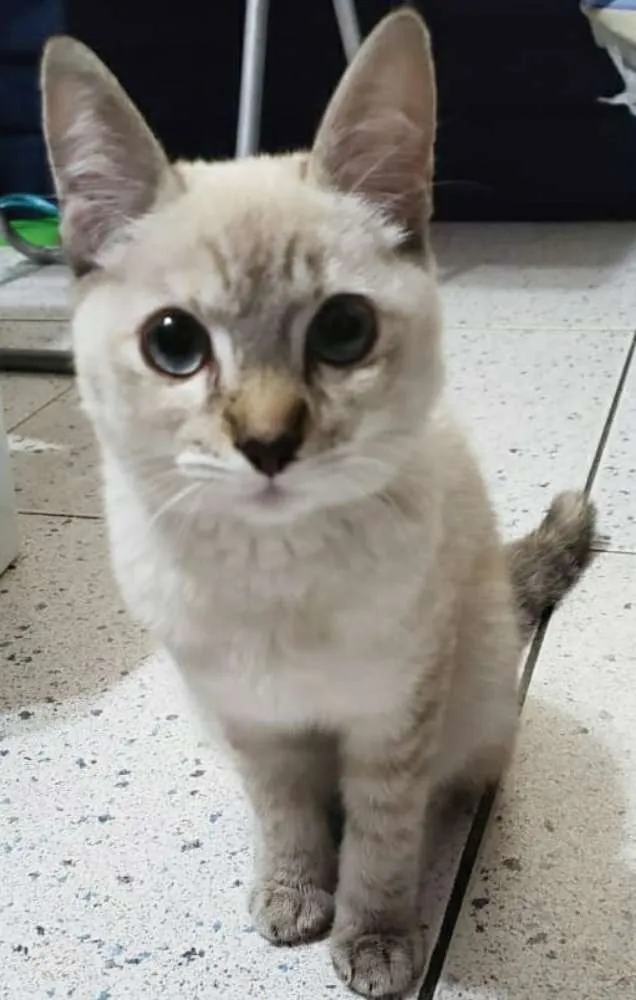 Gato ra a Não sei idade 2 a 6 meses nome Amorosa