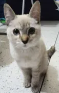 Amorosa