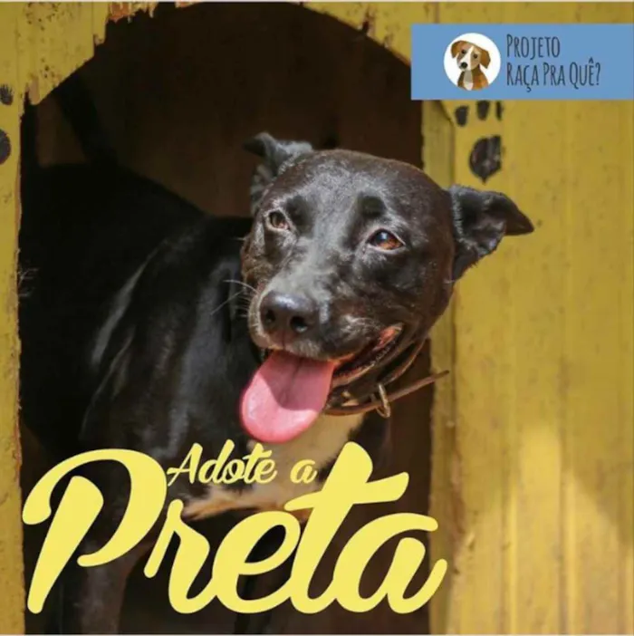 Cachorro ra a SRD idade 3 anos nome Preta