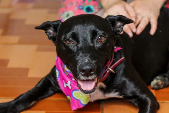 Cachorro ra a SRD idade 3 anos nome Preta