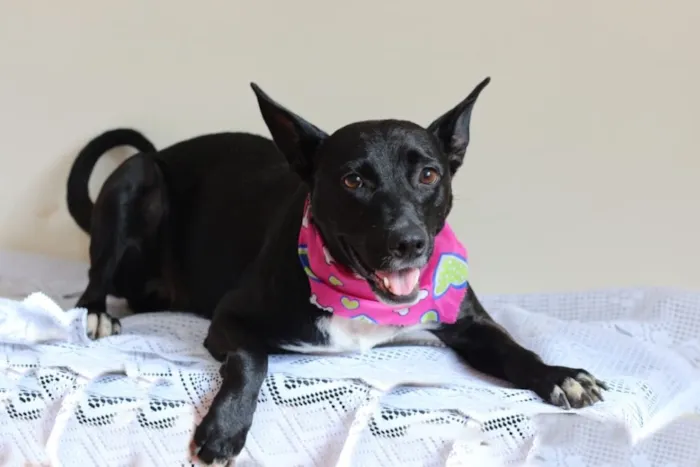 Cachorro ra a SRD idade 3 anos nome Preta