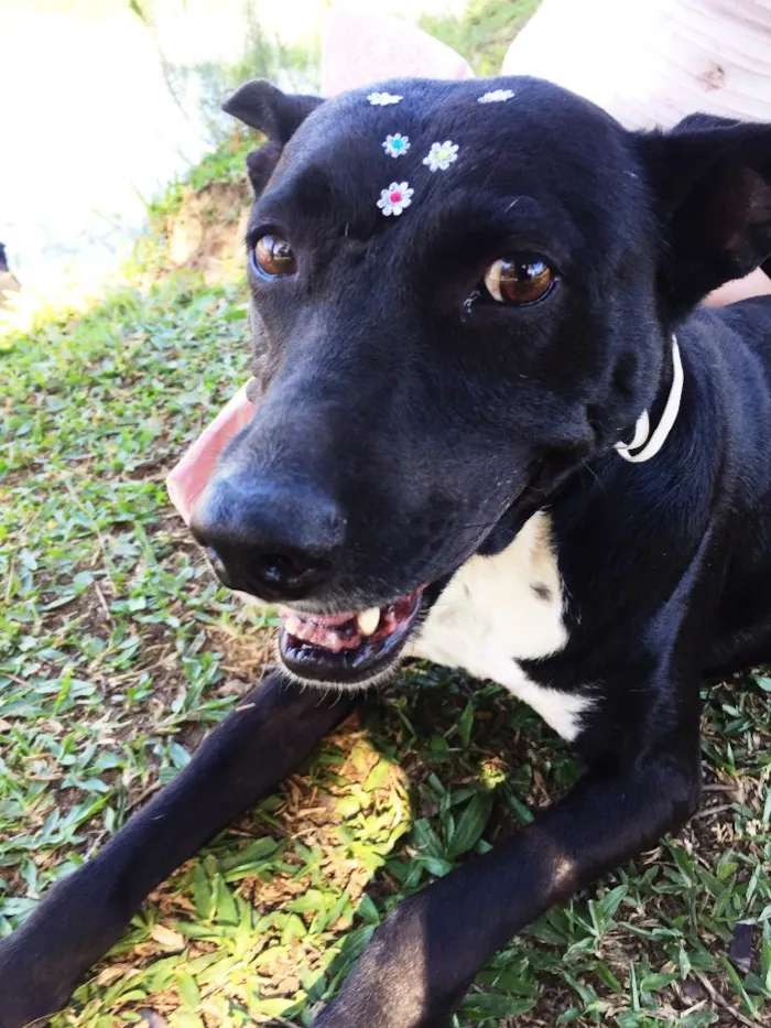 Cachorro ra a SRD idade 3 anos nome Preta