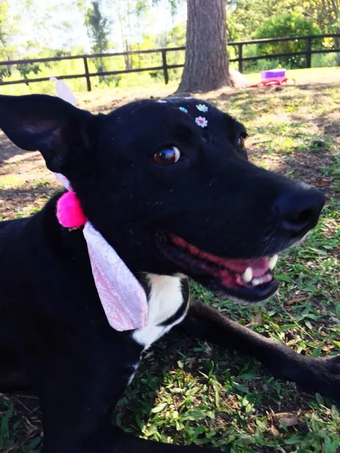 Cachorro ra a SRD idade 3 anos nome Preta