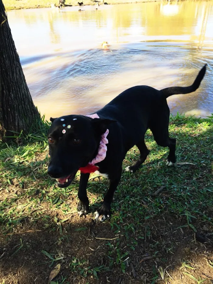 Cachorro ra a SRD idade 3 anos nome Preta