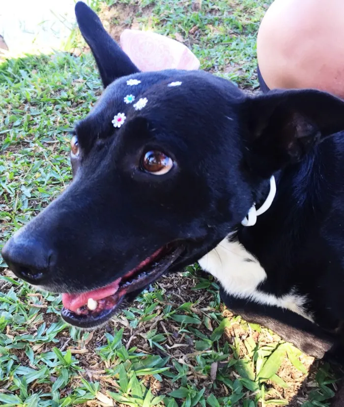 Cachorro ra a SRD idade 3 anos nome Preta