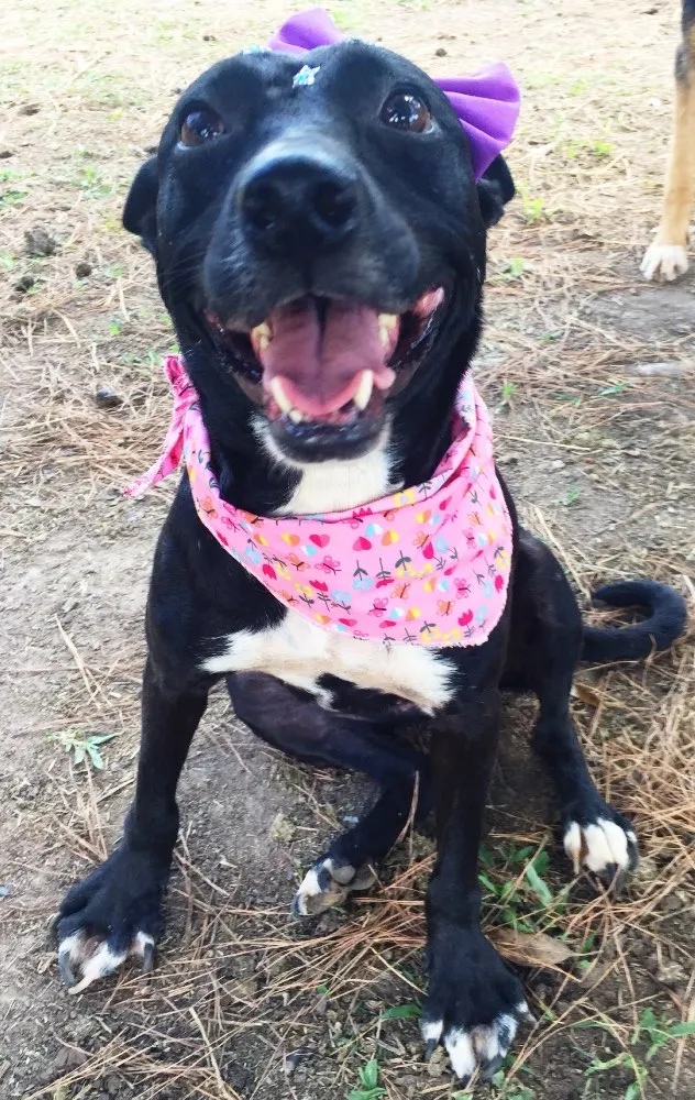 Cachorro ra a SRD idade 3 anos nome Preta