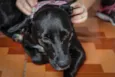 Preta