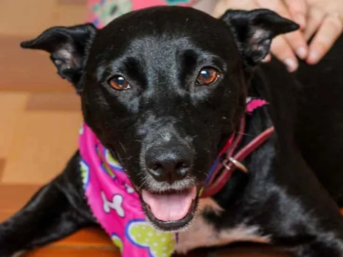 Cachorro ra a SRD idade 3 anos nome Preta