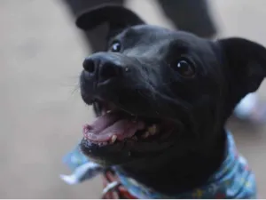 Cachorro raça SRD idade 3 anos nome Preto