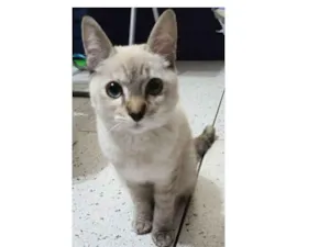 Gato raça Não sei idade 2 a 6 meses nome Amorosa