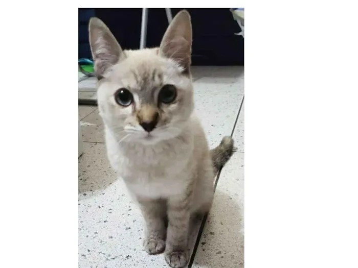 Gato ra a Não sei idade 2 a 6 meses nome Amorosa