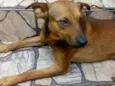 Rex