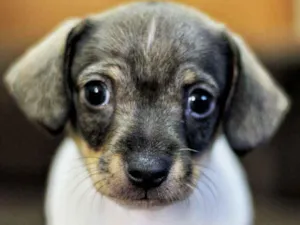 Cachorro raça Pinscher com basse idade 2 a 6 meses nome Bubu